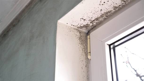 Best Black Mold Removal  in Cherokee Village, AR