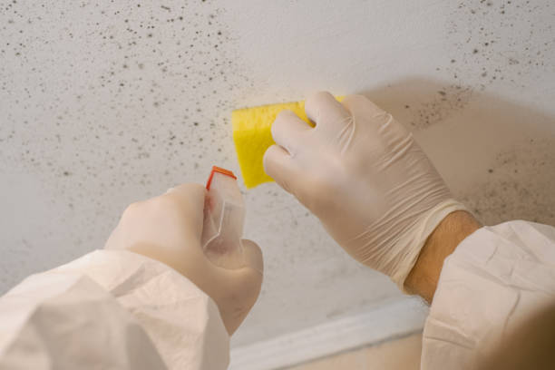 Best Comprehensive Air Testing for Mold Contaminants  in Cherokee Village, AR